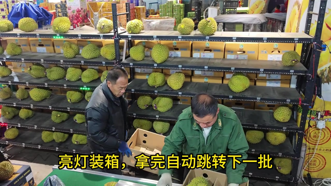 工厂现场：工人根据指引灯把榴莲上架、装箱